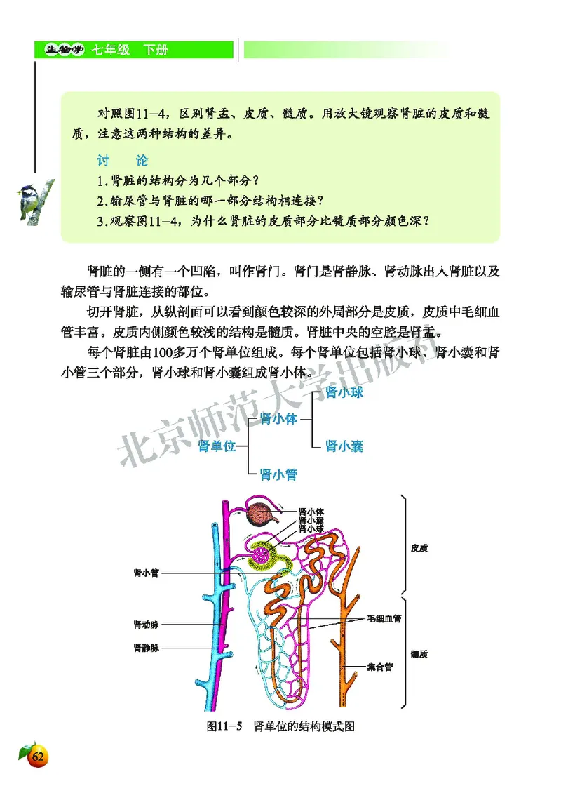 北师大7年级生物下册高清教材_4-教培资料-26年最新资料-同步更新_初中高中教资_03科三专项（进去保存报考的学科即可）_02科三专项（笔记真题思维导图教学设计版本二）