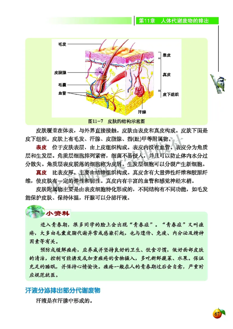 北师大7年级生物下册高清教材_4-教培资料-26年最新资料-同步更新_初中高中教资_03科三专项（进去保存报考的学科即可）_02科三专项（笔记真题思维导图教学设计版本二）