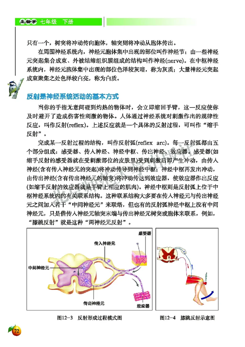 北师大7年级生物下册高清教材_4-教培资料-26年最新资料-同步更新_初中高中教资_03科三专项（进去保存报考的学科即可）_02科三专项（笔记真题思维导图教学设计版本二）