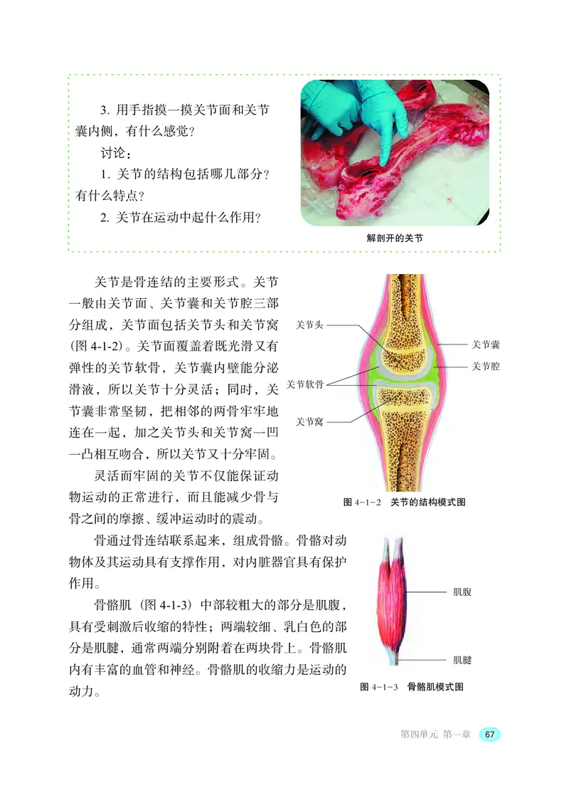 冀少版8年级生物上册高清教材_4-教培资料-26年最新资料-同步更新_初中高中教资_03科三专项（进去保存报考的学科即可）_02科三专项（笔记真题思维导图教学设计版本二）