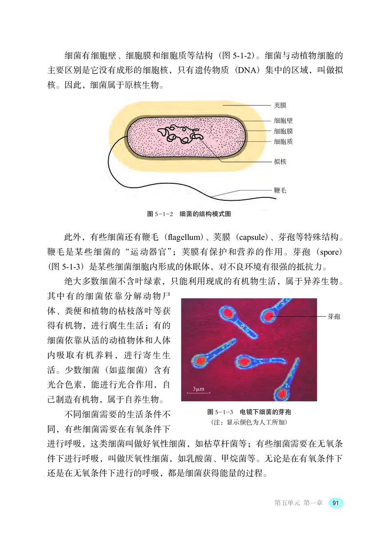 冀少版8年级生物上册高清教材_4-教培资料-26年最新资料-同步更新_初中高中教资_03科三专项（进去保存报考的学科即可）_02科三专项（笔记真题思维导图教学设计版本二）