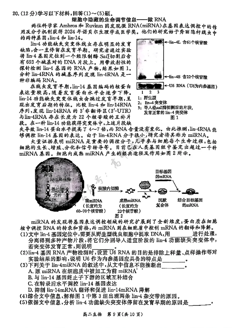 北京市东城区2024&mdash;2025学年高二下学期期末考试生物试题（含答案）_2025年7月_250728北京市东城区2024-2025学年高二下学期期末考试（全科）