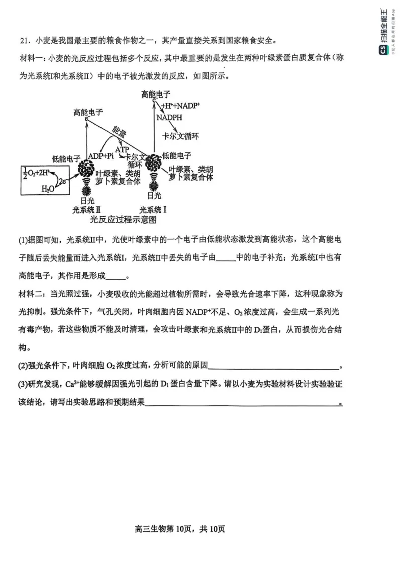 河南省濮阳外国语学校2025-2026学年高三上学期10月月考生物试题（含解析）_251102河南省濮阳外国语学校2025-2026学年高三上学期10月月考