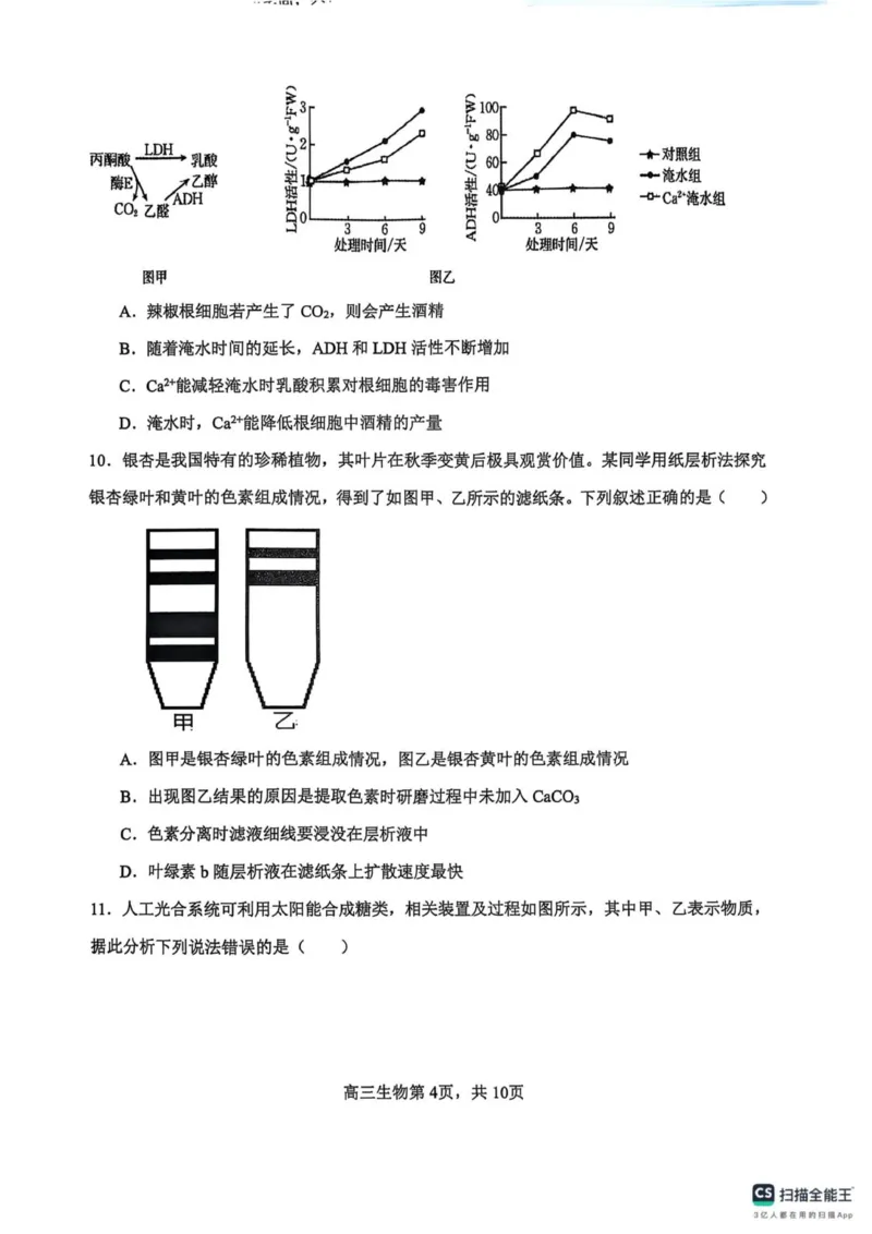 河南省濮阳外国语学校2025-2026学年高三上学期10月月考生物试题（含解析）_251102河南省濮阳外国语学校2025-2026学年高三上学期10月月考