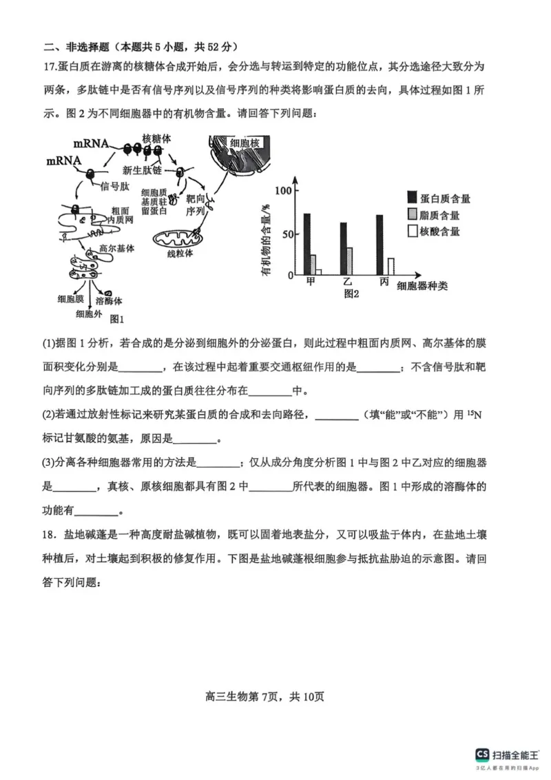 河南省濮阳外国语学校2025-2026学年高三上学期10月月考生物试题（含解析）_251102河南省濮阳外国语学校2025-2026学年高三上学期10月月考