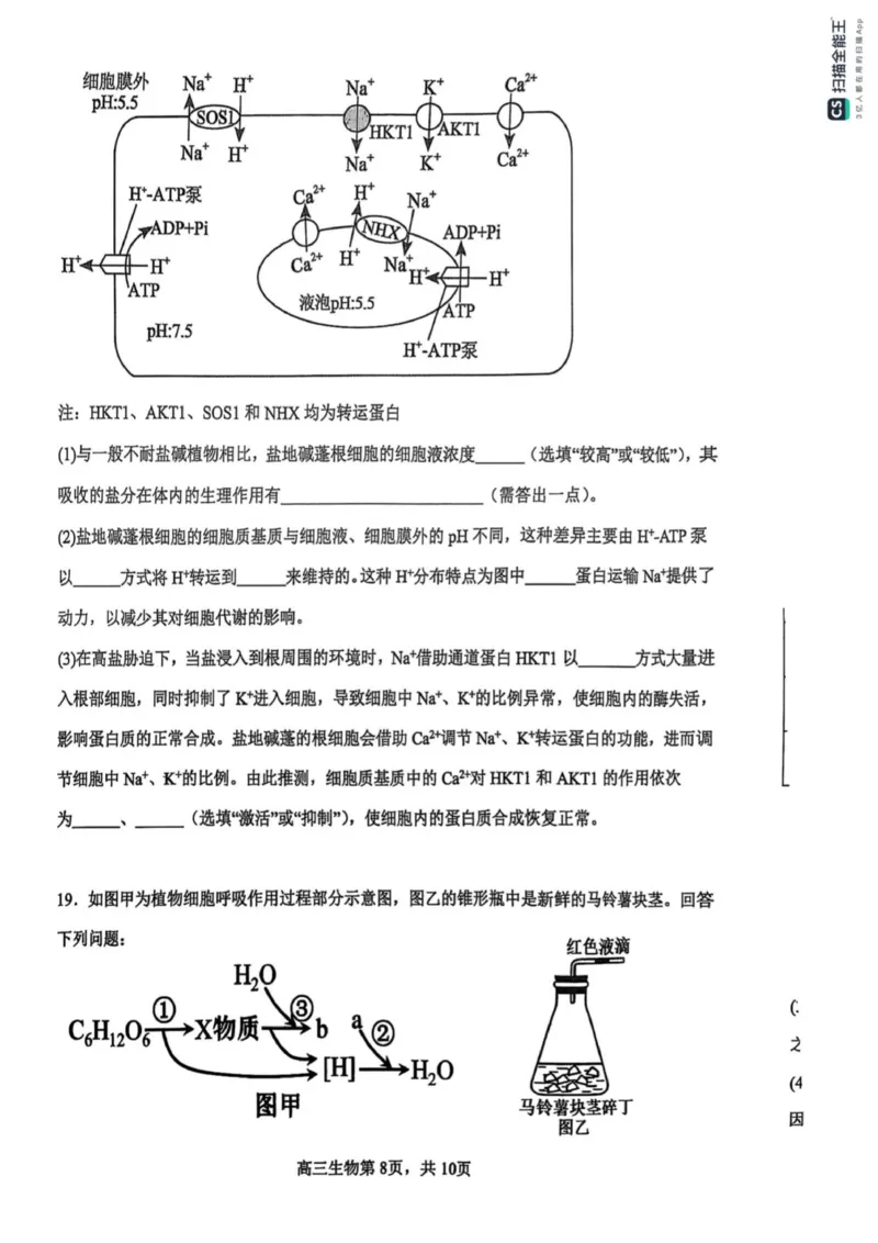 河南省濮阳外国语学校2025-2026学年高三上学期10月月考生物试题（含解析）_251102河南省濮阳外国语学校2025-2026学年高三上学期10月月考