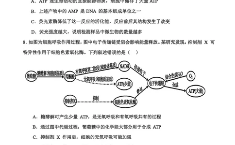 河南省濮阳外国语学校2025-2026学年高三上学期10月月考生物试题（含解析）_251102河南省濮阳外国语学校2025-2026学年高三上学期10月月考