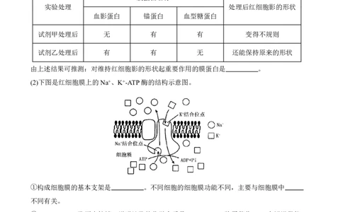字节精准教育联盟&middot;NCS高2026届高考适应性考试（一诊）生物_251127四川省字节精准教育联盟&middot;NCS高2026届高考适应性考试（一诊）（全科）