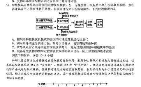 2512浙江省Z20名校联盟高三第二次联考生物试卷_2025年12月_251216Z20名校联盟（浙江省名校新高考研究联盟）2026届高三第二次联考（全科）