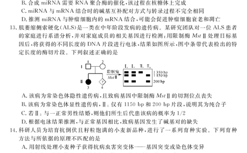 安徽省华师联盟2026届高三第一学期11月质量检测-生物_251115安徽省华师联盟2026届高三第一学期11月质量检测（全科）