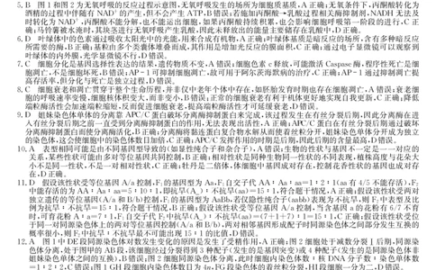 生物答案-10月质量检测（HC）_251102九师联盟2026届高三上学期10月月考_黑龙江九师联盟2026届高三上学期10月月考生物试题+答案