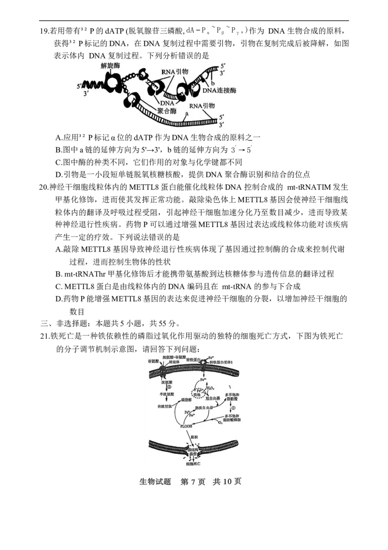 山东省实验中学2025-2026学年高三上学期第二次诊断性考试生物试题（含答案）_251108山东省实验中学2025-2026学年高三上学期第二次诊断性考试