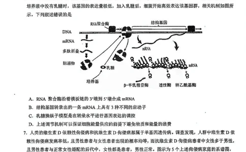 十一校生物试卷_2025年12月_251211湖北省十一校2025-2026学年高三上学期12月质量检测（全科）_湖北省十一校2025-2026学年高三上学期12月质量检测生物