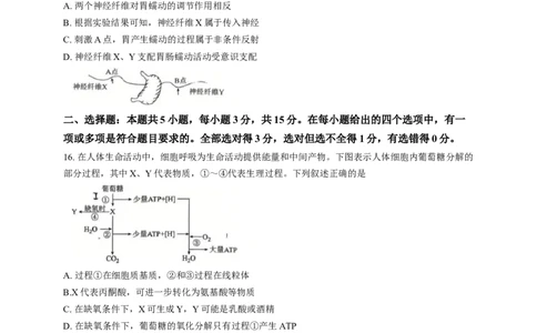 2025年点石联考东北&ldquo;三省一区&rdquo;高三年级12月份联合考试生物试题（含答案）_2025年12月_251210东北&ldquo;三省一区&rdquo;点石联考2025-2026学年高三上学期12月月考（全科）
