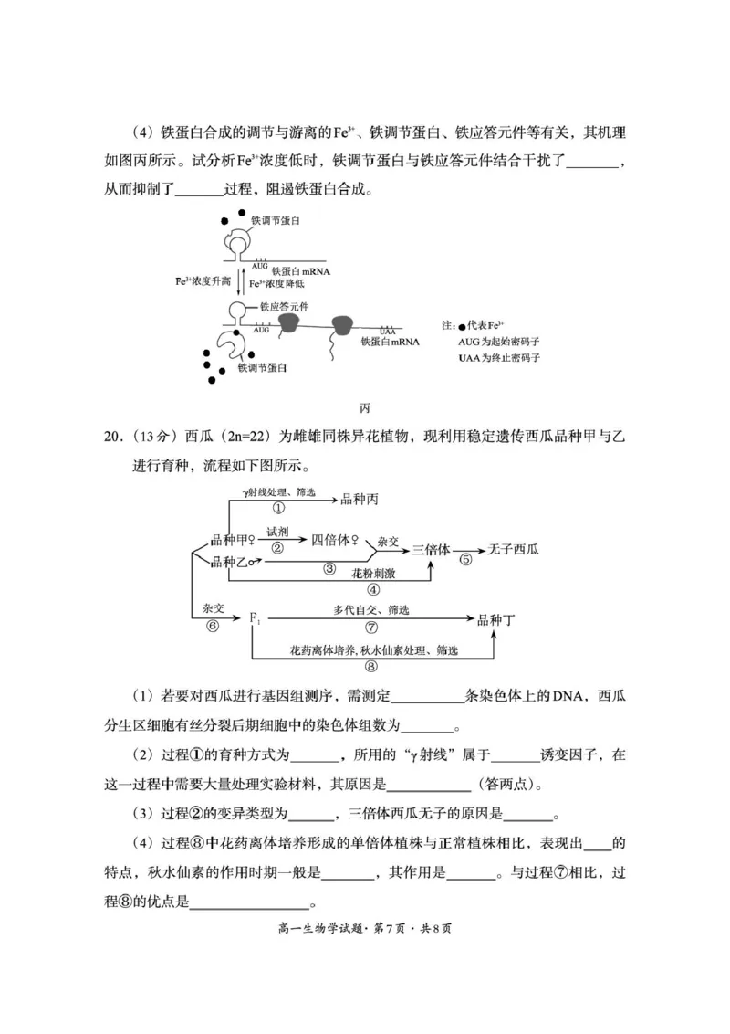 巴中市普通高中2024级年段学情检测生物+答案_2025年7月_250723四川省巴中市普通高中2024级年段学情检测（期末）（全科）