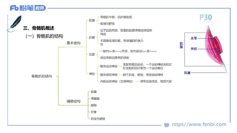 理论精讲-运动解剖学3_4-教培资料-26年最新资料-同步更新_科一科二电子资料合集中小幼（笔记真题知识点汇总等）文件多，按需保存_各机构笔记合集（中小幼）推荐_1理论精讲