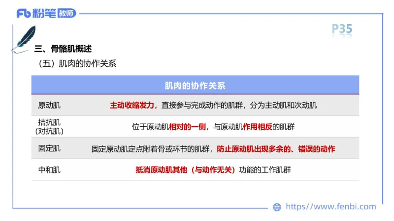 理论精讲-运动解剖学3_4-教培资料-26年最新资料-同步更新_科一科二电子资料合集中小幼（笔记真题知识点汇总等）文件多，按需保存_各机构笔记合集（中小幼）推荐_1理论精讲