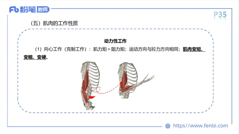 理论精讲-运动解剖学3_4-教培资料-26年最新资料-同步更新_科一科二电子资料合集中小幼（笔记真题知识点汇总等）文件多，按需保存_各机构笔记合集（中小幼）推荐_1理论精讲