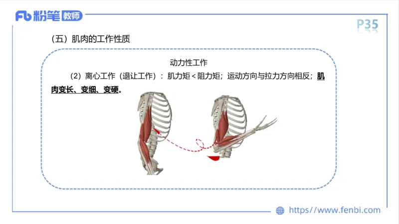 理论精讲-运动解剖学3_4-教培资料-26年最新资料-同步更新_科一科二电子资料合集中小幼（笔记真题知识点汇总等）文件多，按需保存_各机构笔记合集（中小幼）推荐_1理论精讲