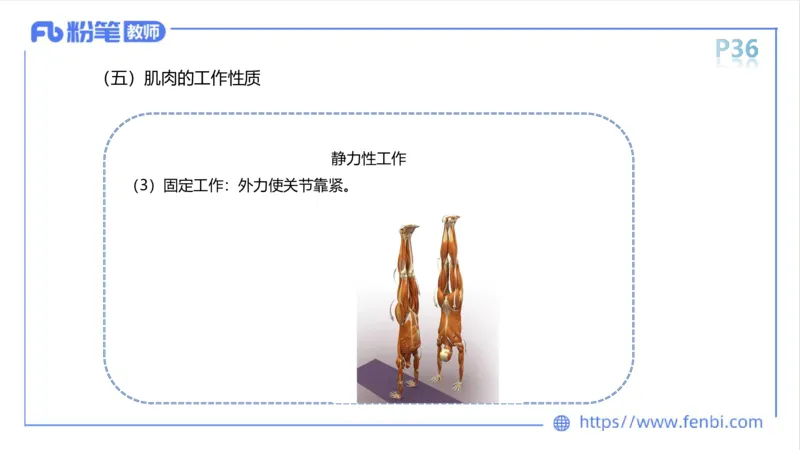 理论精讲-运动解剖学3_4-教培资料-26年最新资料-同步更新_科一科二电子资料合集中小幼（笔记真题知识点汇总等）文件多，按需保存_各机构笔记合集（中小幼）推荐_1理论精讲