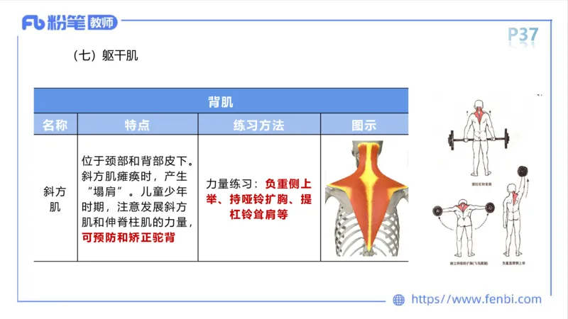 理论精讲-运动解剖学3_4-教培资料-26年最新资料-同步更新_科一科二电子资料合集中小幼（笔记真题知识点汇总等）文件多，按需保存_各机构笔记合集（中小幼）推荐_1理论精讲