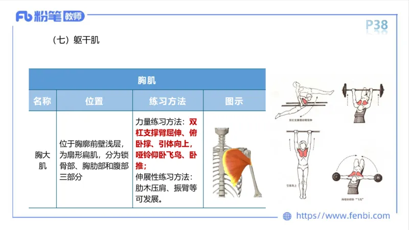 理论精讲-运动解剖学3_4-教培资料-26年最新资料-同步更新_科一科二电子资料合集中小幼（笔记真题知识点汇总等）文件多，按需保存_各机构笔记合集（中小幼）推荐_1理论精讲