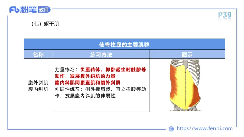 理论精讲-运动解剖学3_4-教培资料-26年最新资料-同步更新_科一科二电子资料合集中小幼（笔记真题知识点汇总等）文件多，按需保存_各机构笔记合集（中小幼）推荐_1理论精讲