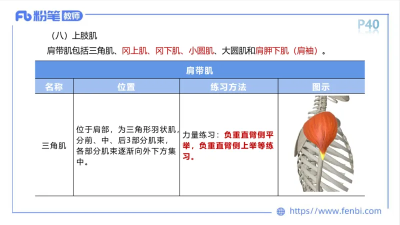 理论精讲-运动解剖学3_4-教培资料-26年最新资料-同步更新_科一科二电子资料合集中小幼（笔记真题知识点汇总等）文件多，按需保存_各机构笔记合集（中小幼）推荐_1理论精讲