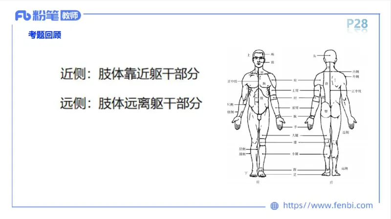 理论精讲-运动解剖学3_4-教培资料-26年最新资料-同步更新_科一科二电子资料合集中小幼（笔记真题知识点汇总等）文件多，按需保存_各机构笔记合集（中小幼）推荐_1理论精讲
