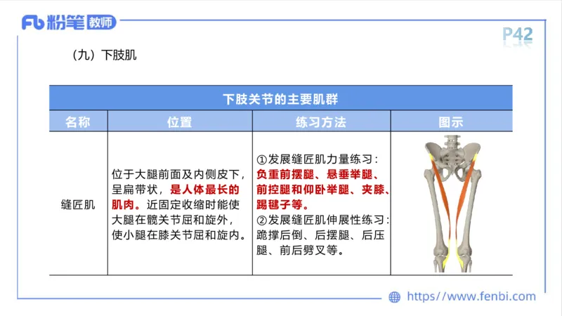 理论精讲-运动解剖学3_4-教培资料-26年最新资料-同步更新_科一科二电子资料合集中小幼（笔记真题知识点汇总等）文件多，按需保存_各机构笔记合集（中小幼）推荐_1理论精讲