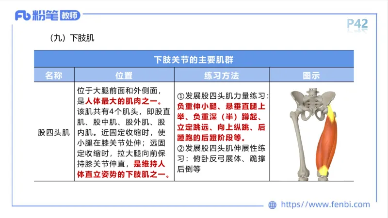 理论精讲-运动解剖学3_4-教培资料-26年最新资料-同步更新_科一科二电子资料合集中小幼（笔记真题知识点汇总等）文件多，按需保存_各机构笔记合集（中小幼）推荐_1理论精讲