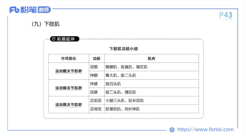 理论精讲-运动解剖学3_4-教培资料-26年最新资料-同步更新_科一科二电子资料合集中小幼（笔记真题知识点汇总等）文件多，按需保存_各机构笔记合集（中小幼）推荐_1理论精讲