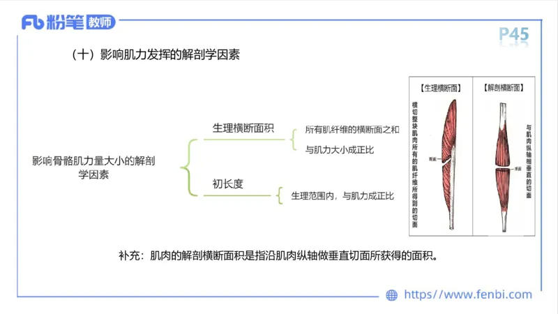 理论精讲-运动解剖学3_4-教培资料-26年最新资料-同步更新_科一科二电子资料合集中小幼（笔记真题知识点汇总等）文件多，按需保存_各机构笔记合集（中小幼）推荐_1理论精讲