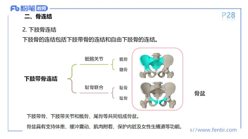 理论精讲-运动解剖学3_4-教培资料-26年最新资料-同步更新_科一科二电子资料合集中小幼（笔记真题知识点汇总等）文件多，按需保存_各机构笔记合集（中小幼）推荐_1理论精讲