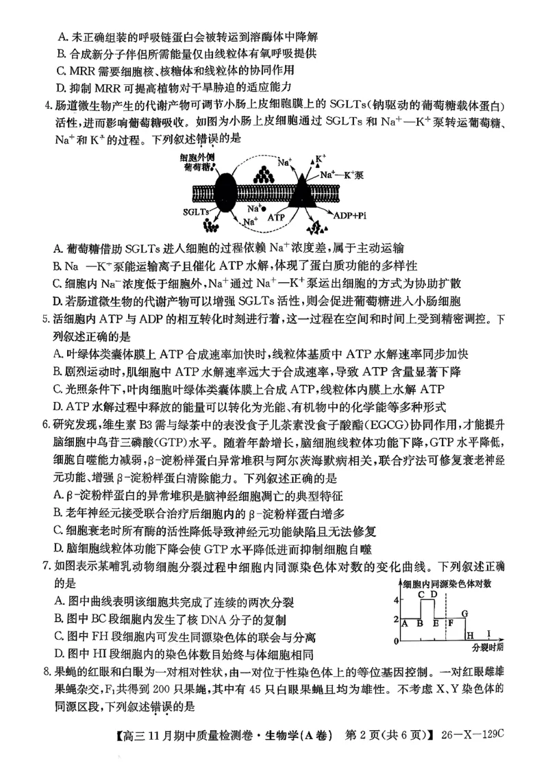 山西三晋卓越联盟（天成大联考）2025-2026高三11月期中质量检测生物试卷（含答案）_251109山西三晋卓越联盟（天成大联考）2025-2026高三11月期中质量检测（26-X-129C）