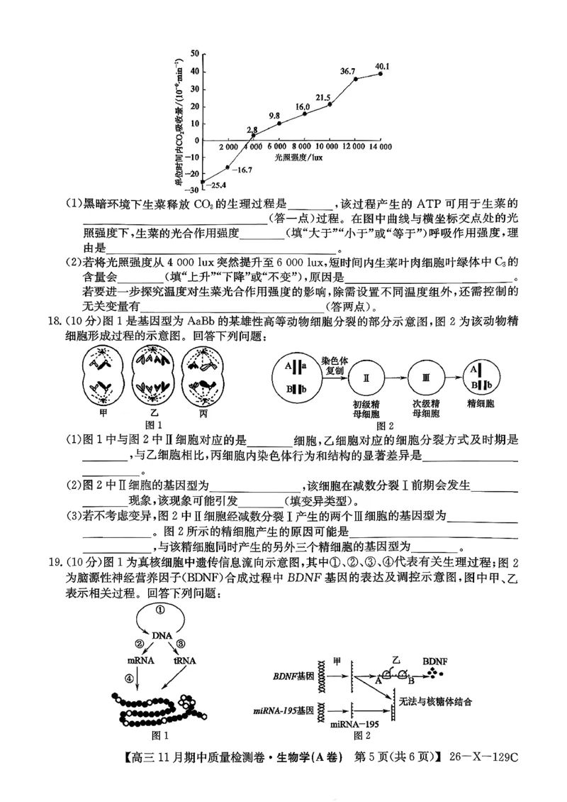 山西三晋卓越联盟（天成大联考）2025-2026高三11月期中质量检测生物试卷（含答案）_251109山西三晋卓越联盟（天成大联考）2025-2026高三11月期中质量检测（26-X-129C）