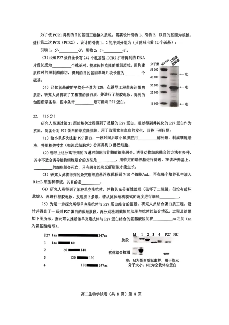 湖北省七市州2024-2025学年高二下学期期末考试生物试卷（含答案）_2025年7月_250703湖北省七市州2024-2025学年度高二下学期期末联考（全科）