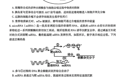 2026届湖南省郴州市高三上学期第一次教学质量监测生物试题（含答案）_251104湖南省郴州市2026届高三上学期一模（全科）