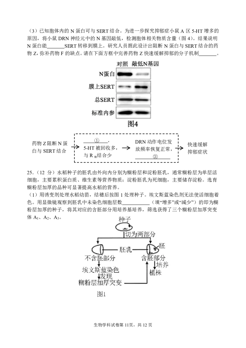 三模试卷_2025年12月_251204辽宁省沈阳市东北育才学校2026届高三上学期第三次模拟考试_生物