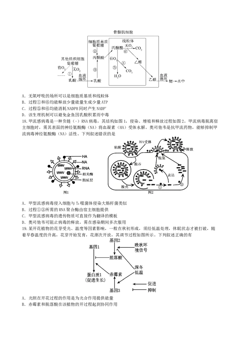 江苏省无锡市澄宜六校联盟2025-2026学年高三上学期12月学情调研生物试题（含答案）_2025年12月_251230江苏省无锡市澄宜六校联盟2025-2026学年高三上学期12月学情调研（全科）