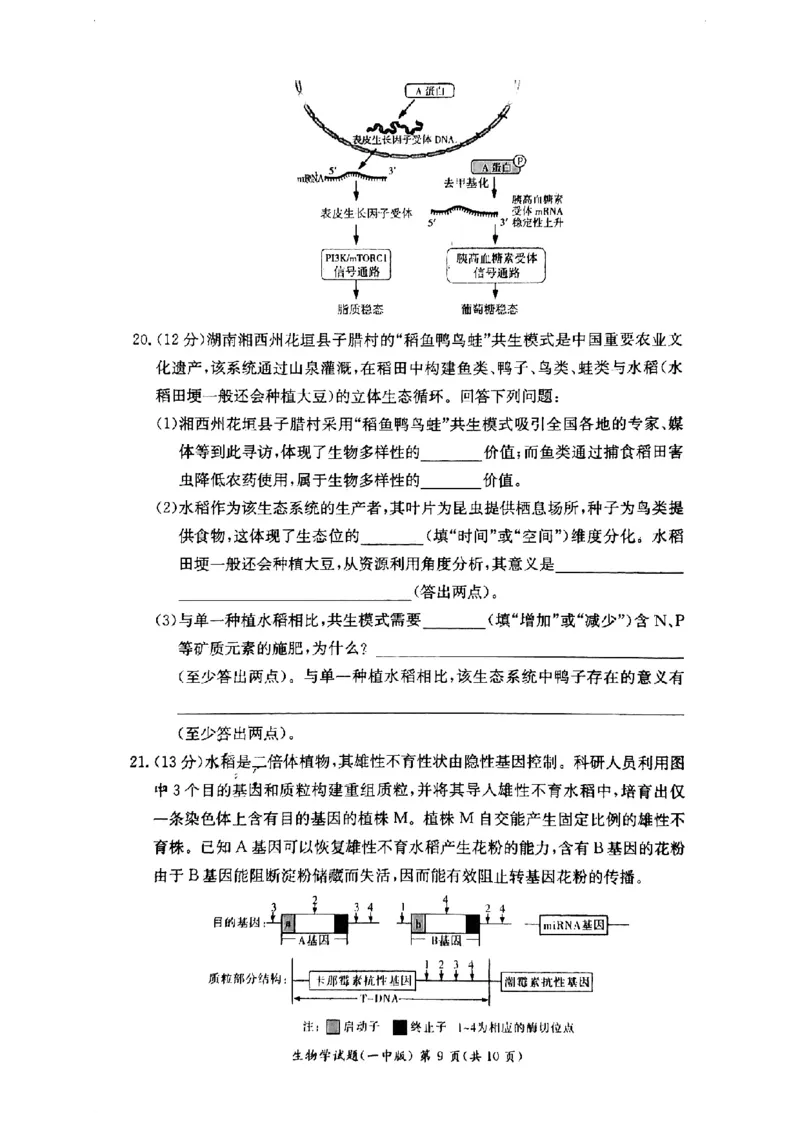 湖南省长沙市第一中学2024-2025学年高二下学期6月期末考试生物试题（含答案）_2025年6月_250623湖南省长沙市第一中学2024-2025学年高二下学期6月期末