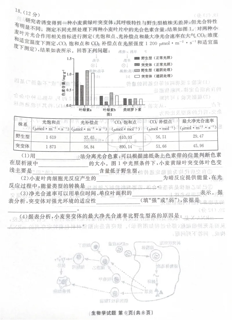 广东省湛江市2025&mdash;2026学年高三上学期第一次调研考试生物试题_251104广东省湛江市2026届高三普通高考10月调研测试（全科）