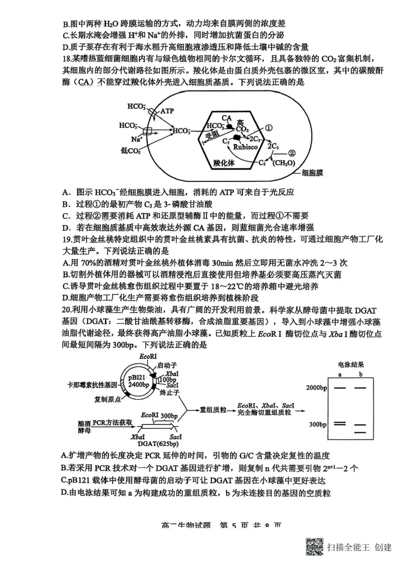 山东省东营市2024-2025学年高二下学期期末质量监测生物试卷（含答案）_2025年7月_250710山东省东营市2024-2025学年高二下学期期末质量监测（全科）