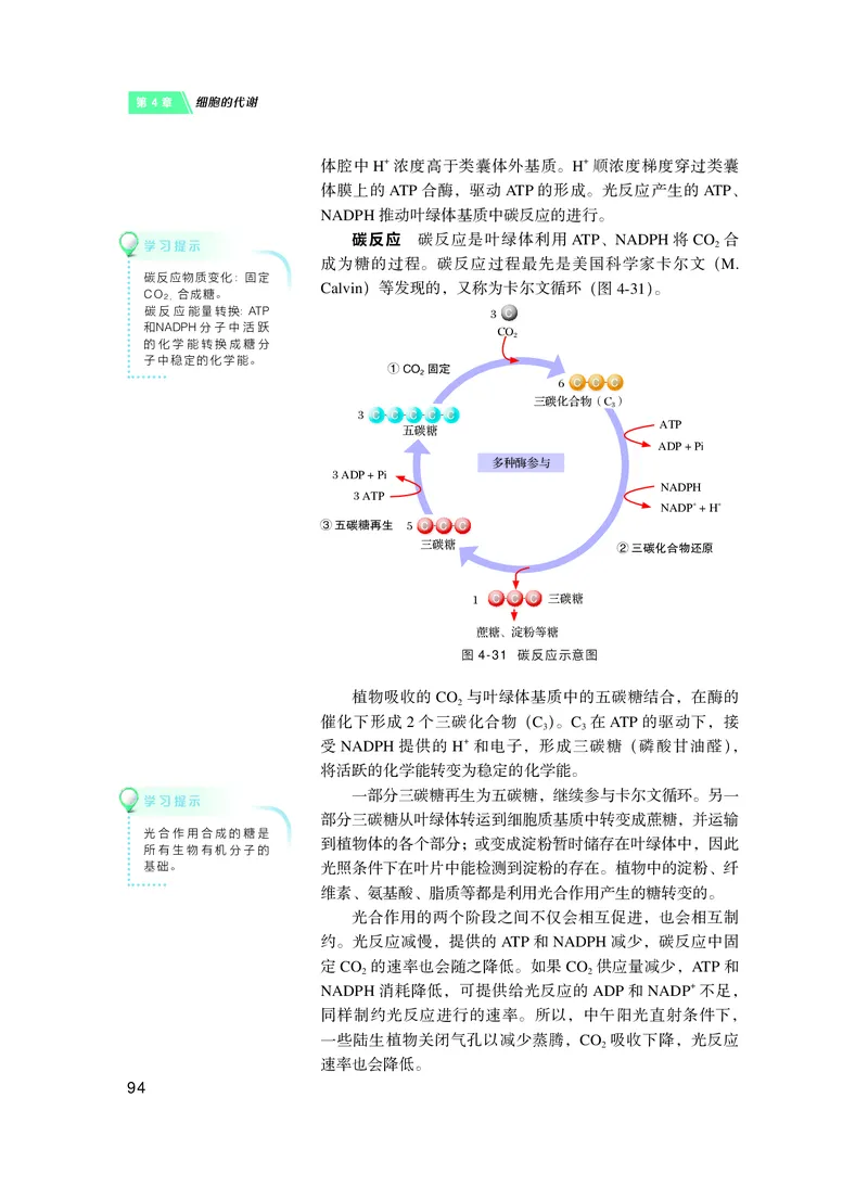 沪科技生物必修1高清教材_4-教培资料-26年最新资料-同步更新_初中高中教资_03科三专项（进去保存报考的学科即可）_02科三专项（笔记真题思维导图教学设计版本二）