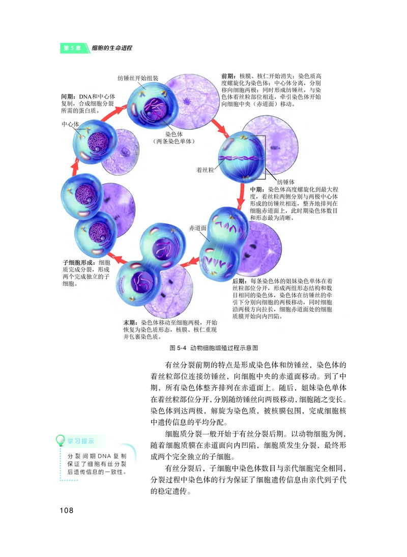 沪科技生物必修1高清教材_4-教培资料-26年最新资料-同步更新_初中高中教资_03科三专项（进去保存报考的学科即可）_02科三专项（笔记真题思维导图教学设计版本二）