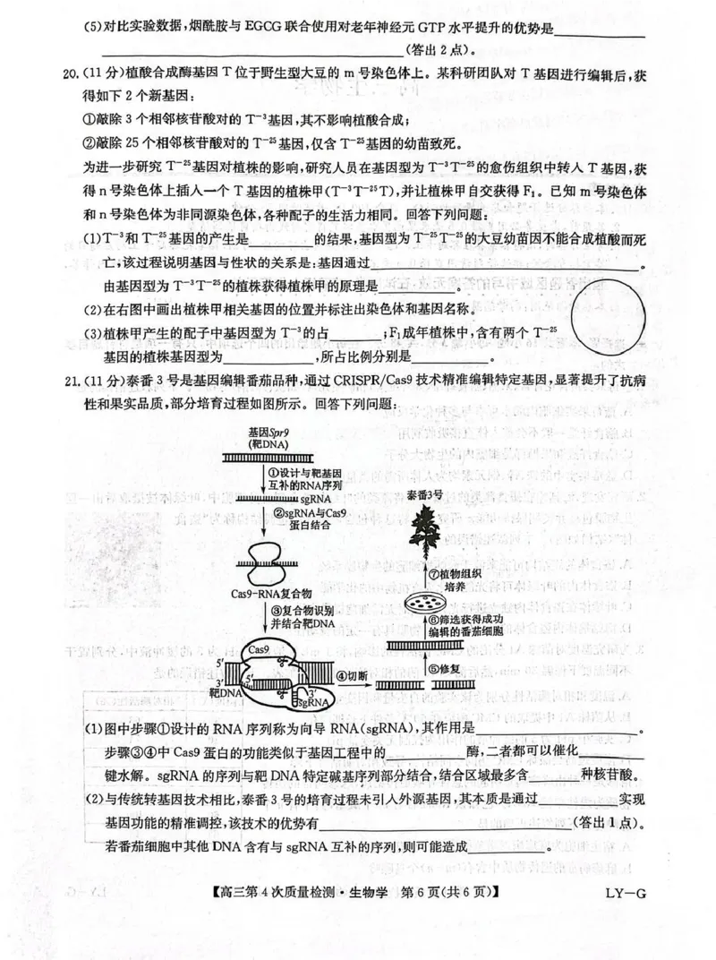 河南省九师联盟2026届高三上学期12月联考生物_2025年12月_251206九师联盟2026届高三上学期12月联考（第4次质量检测）（全科）
