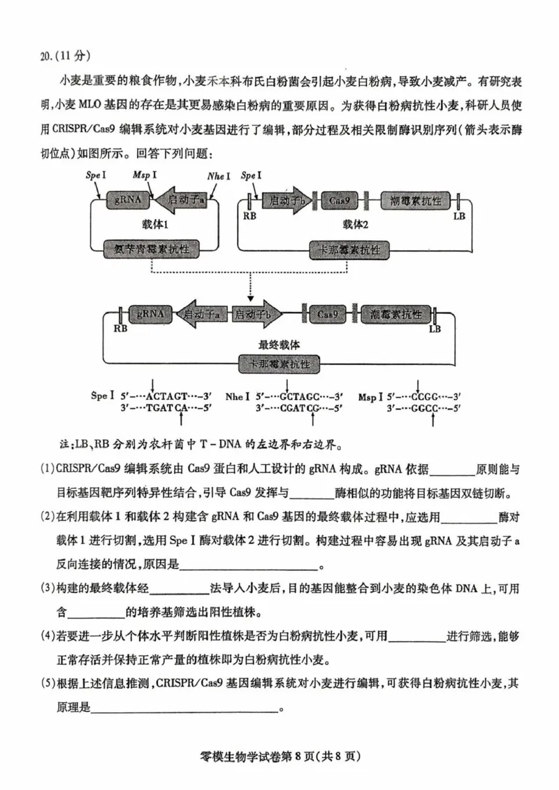 四川省内江市2026届高三上学期学期零模（高二下学期期末）生物试卷（含答案）_2025年7月_250711四川省内江市2026届高三上学期学期零模（高二下学期期末）