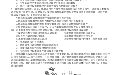生物_251101四川省遂宁市射洪中学2026届高三上学期期中考试_四川省遂宁市射洪中学2026届高三上学期期中考试生物Word版含答案