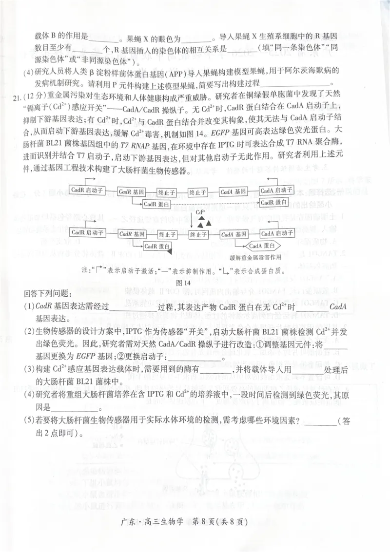 广东省领航高中联盟2025-2026学年高三上学期毕业班模拟考试生物学试卷（PDF版，无答案）_2025年12月_251202广东省2025-2026学年领航高中联盟高三毕业班模拟考试（全科）