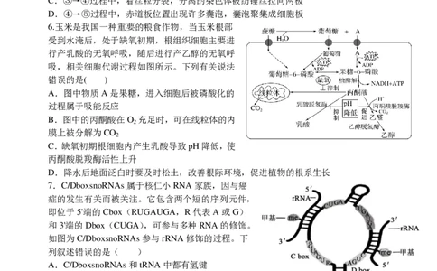 东师附中26届二模生物_251121吉林省长春市东北师大附中2026届高三第二次摸底考试（全科）